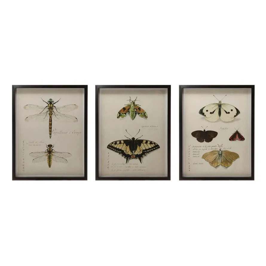 Wood Framed Wall Decor with Insects - 3 Styles